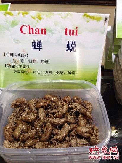 你可能沒(méi)想到，這個(gè)知了幼蟲退下的皮還是一味藥，對(duì)嗎？