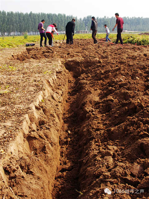 都說山藥埋得深，您還是眼見為實吧