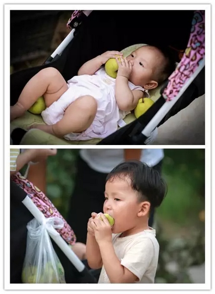 純天然無(wú)公害，新鮮采摘，直接入口！