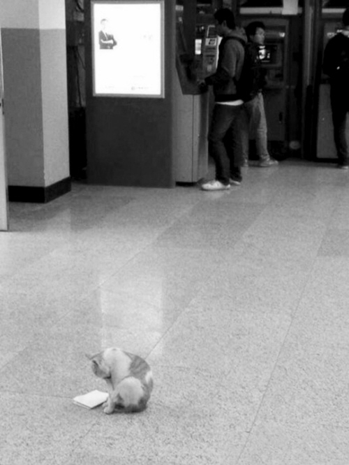 “東北大學(xué)貓讀書圖”紅網(wǎng)絡(luò) 不學(xué)習(xí)小心被貓超過 “東北大學(xué)貓讀書圖”紅網(wǎng)絡(luò) 不學(xué)習(xí)小心被貓超過