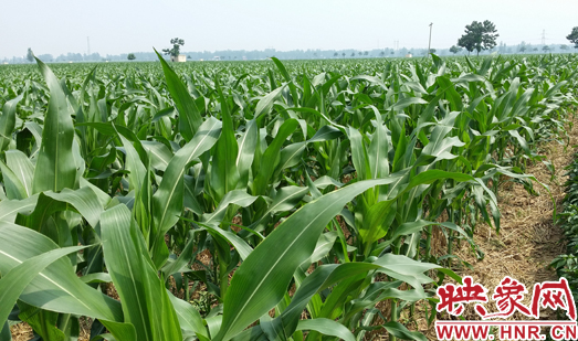 種植其他品種的玉米苗枝粗葉大，郁郁蔥蔥