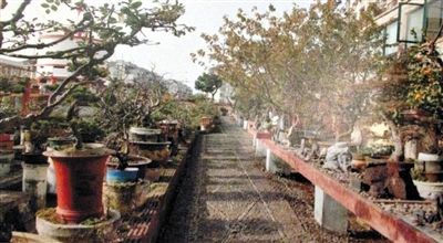 劉光嘉出示博物館內(nèi)部圖片中，擺放著各種盆景。