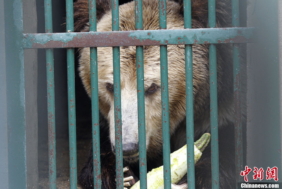 6月19日，河南鄭州，新密市動(dòng)物園咬死飼養(yǎng)員的肇事棕熊被暫押在鄭州動(dòng)物園內(nèi)，該熊“臥室”周圍被三重鋼