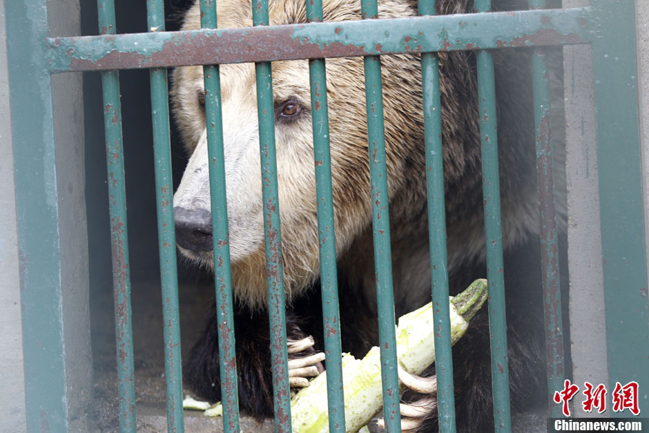 6月19日，河南鄭州，新密市動(dòng)物園咬死飼養(yǎng)員的肇事棕熊被暫押在鄭州動(dòng)物園內(nèi)，該熊“臥室”周圍被三重鋼