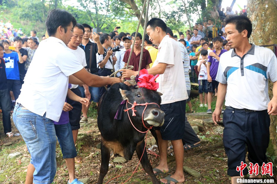 村民給黃牛套上繩索，準備進行儀式。 譚凱興 攝