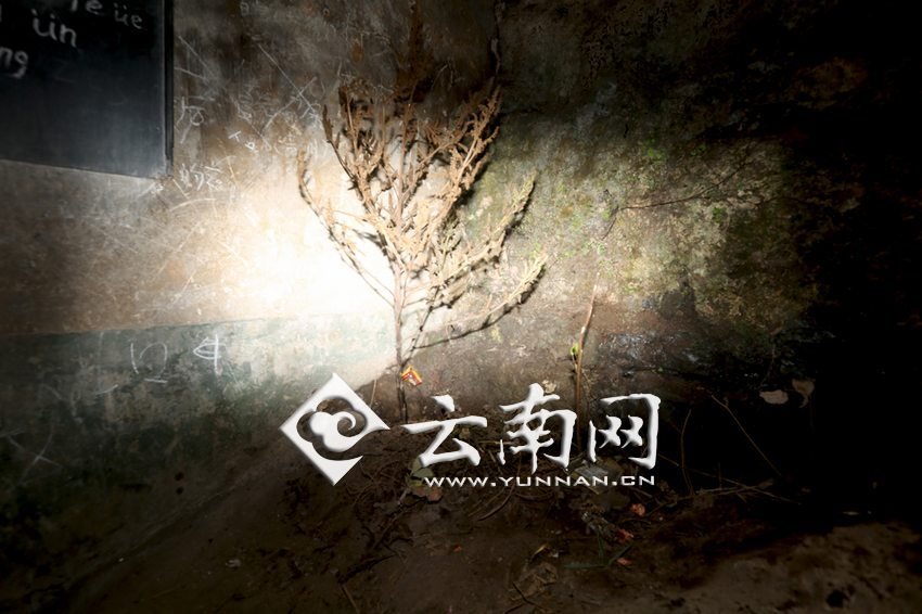 　教室里沒(méi)有燈，光線(xiàn)太暗，村民便種下了野蘇麻，希望教室有綠色，讓孩子們看到“希望”。 徐弘毅 攝