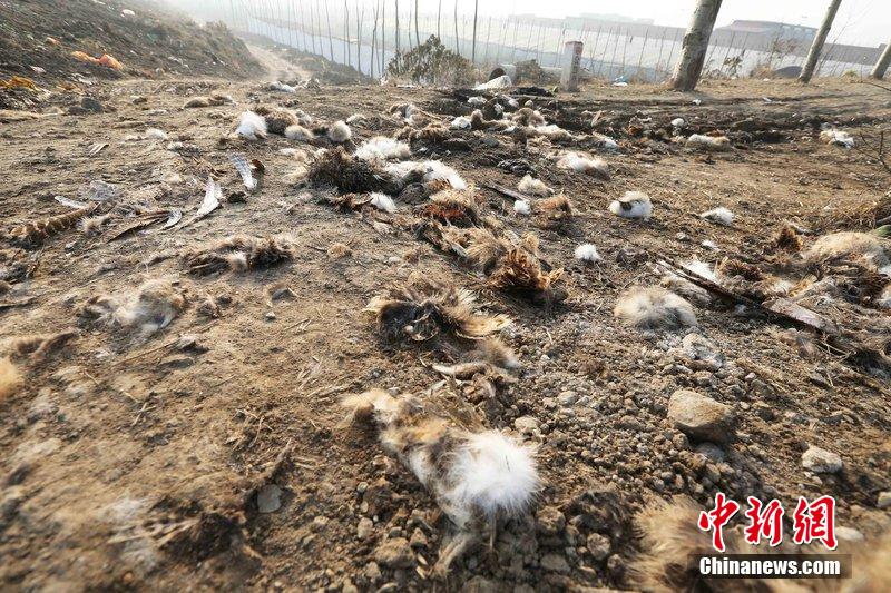 圖為12月1日，104國道靜?？h城附近，野兔的皮毛內(nèi)臟等殘留物散落一地，寒風(fēng)中飄著一股刺鼻的酸臭味。
