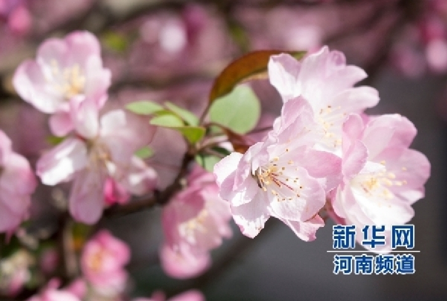 新鄭大滿(mǎn)園櫻花醉游人 市民學(xué)生流連忘返