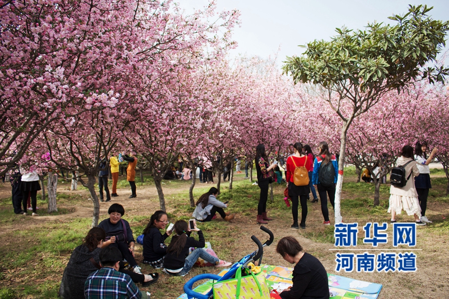 新鄭大滿(mǎn)園櫻花醉游人 市民學(xué)生流連忘返
