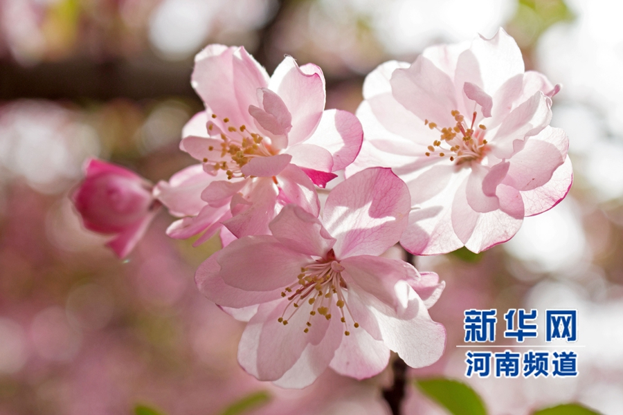 新鄭大滿(mǎn)園櫻花醉游人 市民學(xué)生流連忘返