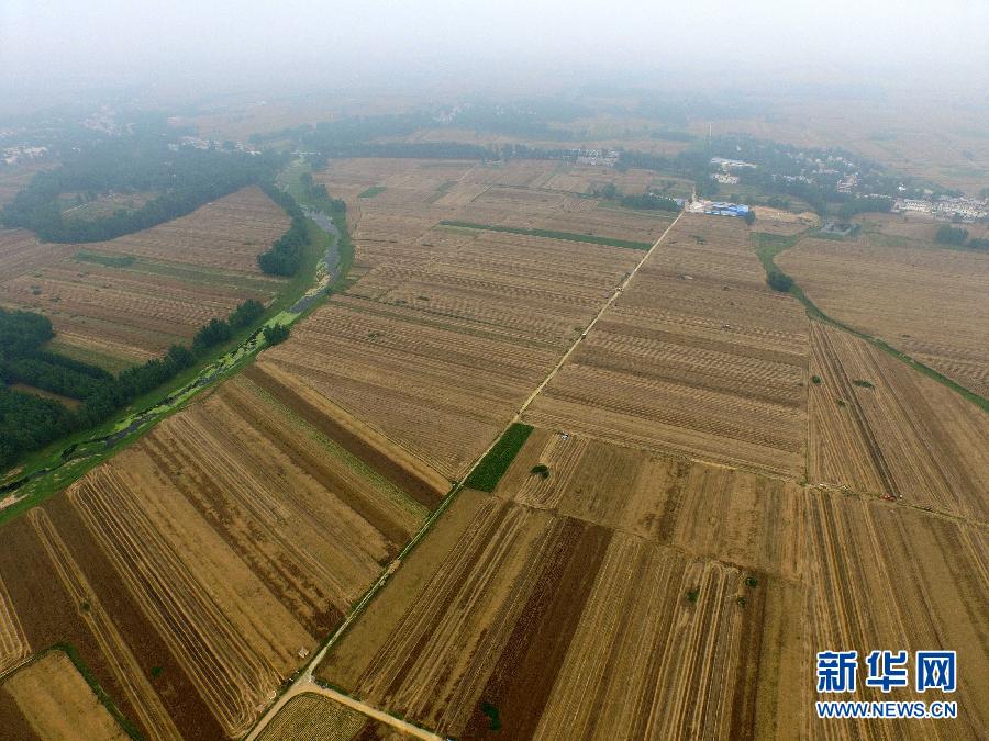 這是5月28日在河南省南陽市唐河縣甘河灣村航拍的麥收現(xiàn)場。