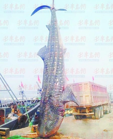 9月8日，日照漁民捕獲的重達(dá)10余噸的鯨鯊。(照片來(lái)自大眾網(wǎng))