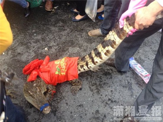 車上的鱷魚爬上路面。記者 向帥