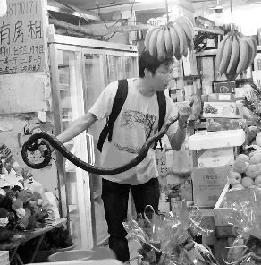 捕蛇專家張亮抓住眼鏡王蛇。信息時報記者 康健 翻拍