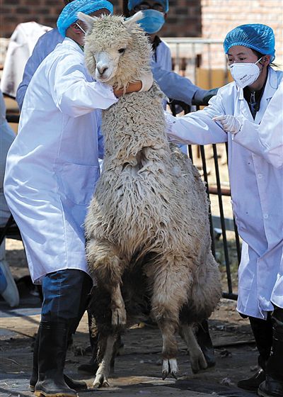 好強(qiáng)壯！我真的不是虛胖，兩三個人別想控制我。