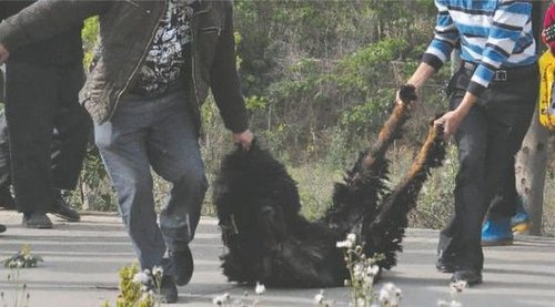 雙流鳳凰村兩只巨型藏獒襲擊村民，民警用手槍將其當(dāng)場(chǎng)擊斃