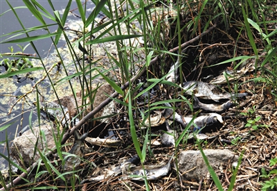 南沙河中漂浮著大量生活垃圾和腐爛水草等物，岸邊出現(xiàn)大量死魚。新京報(bào)記者郭鐵流攝
