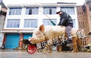 蔣大爺騎著他的種豬出門，回頭率很高。
