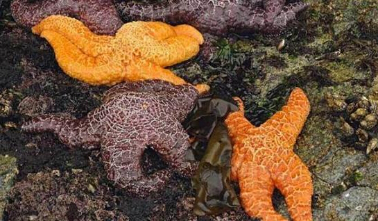 近2年來，估計有百萬只海星自殺（臺灣中時電子報）