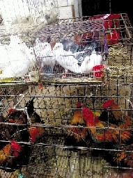 銷量大不如前，近期可能漲價