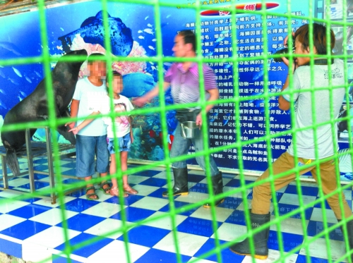 海獅就這樣被飼養(yǎng)員和攝影師擺弄，稍不聽(tīng)話就會(huì)遭到毒打。