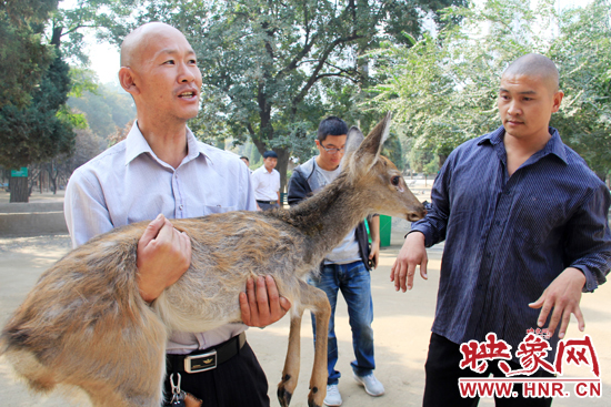失主宋先生將“愛鹿”抱回家,并表示待小鹿傷情痊愈后,將其送到動物園,供市民觀賞。