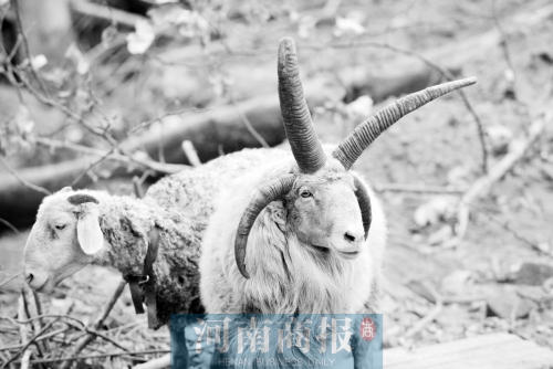 “咩……我的原主人說(shuō)，他養(yǎng)了一輩子羊，也沒(méi)見(jiàn)過(guò)我這種情況”