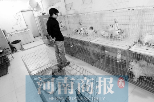 市民反映，淮河路“緣寵”寵物店曾出售疑似患病的狗