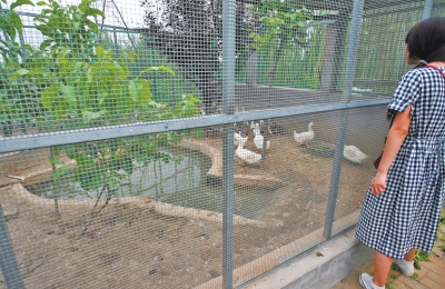 救助鳥類的大籠子里沒有鳥類，鴨子和鵝占了“鵲巢