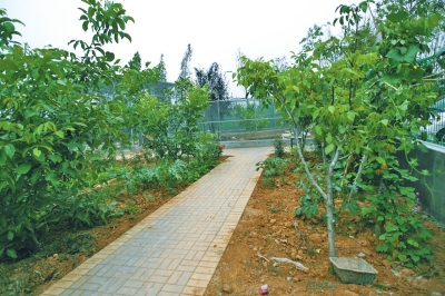 路兩邊是核桃樹，而路的盡頭救助野生鳥類的籠子，鴨子和鵝占了鵲巢
