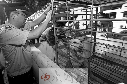 相關(guān)部門將加強(qiáng)管理，今年12月起烈性犬一律沒收。 （資料圖）