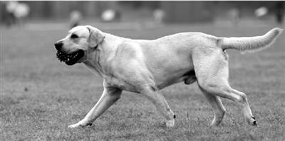 養(yǎng)犬限高35厘米一旦實(shí)施，拉布拉多、金毛等大型犬將被禁養(yǎng)。