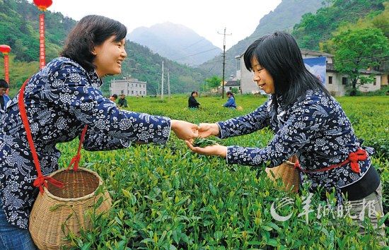 　　名茶六安瓜片原產(chǎn)地,游客身穿采茶女服裝在茶園體驗采摘新茶的樂趣。