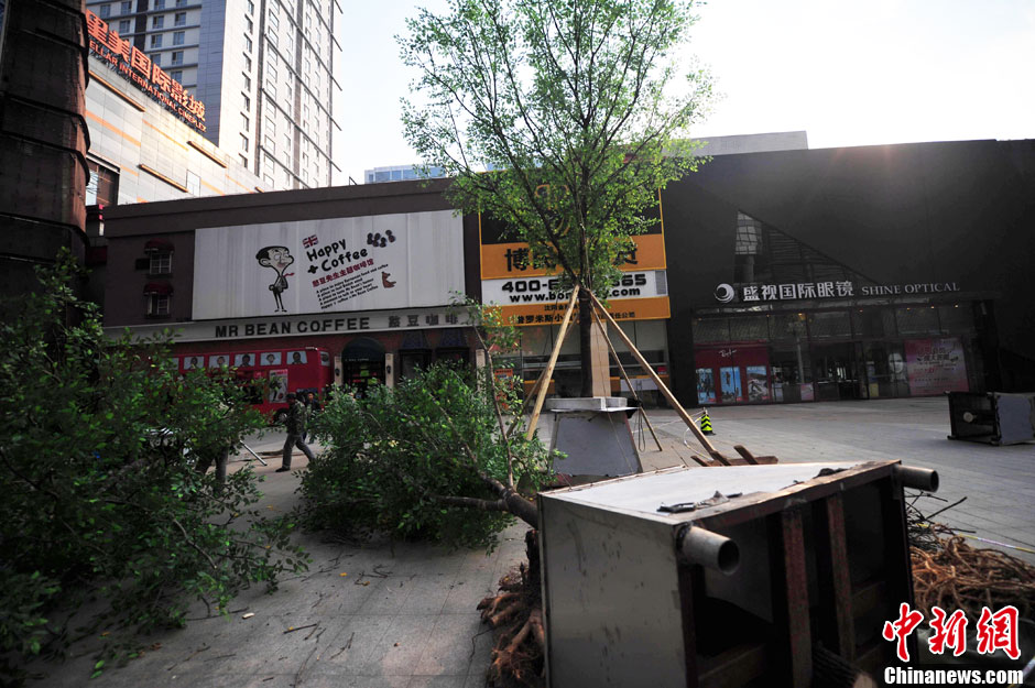 我和我的小伙伴們都驚呆了！沈陽真樹"種"上假樹葉