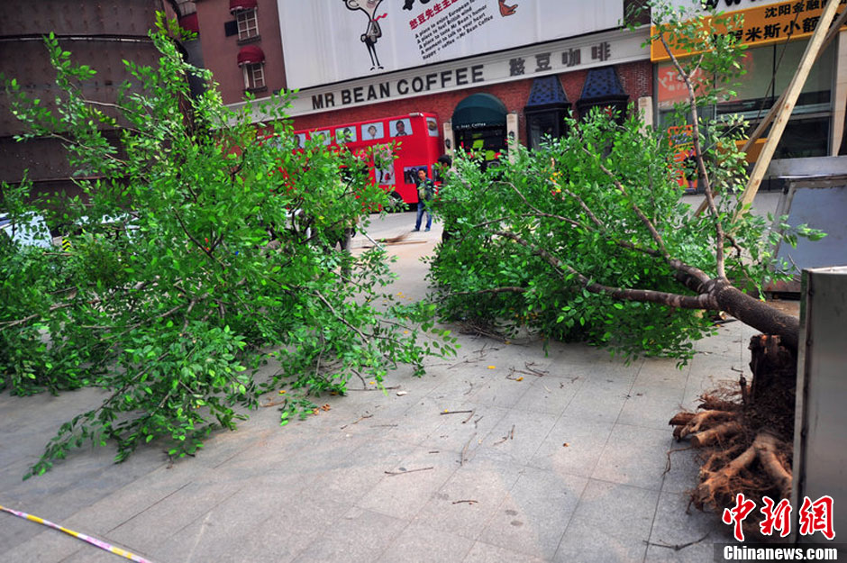 我和我的小伙伴們都驚呆了！沈陽真樹"種"上假樹葉