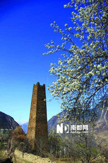 　　丹巴的碉樓與梨花互相輝映。