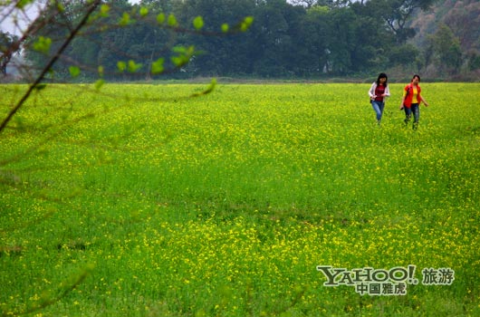 　　英德國家森林公園是廣東唯一的油菜花主題旅游景區(qū)。(圖片來源:CFP)