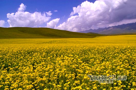 　　青海門源的油菜花景色甚為壯觀,十足的西部風(fēng)味。(圖片來源:CFP)
