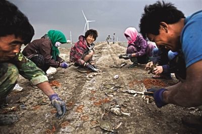 大雨將至，渤海邊的蟹池旁，蟹農(nóng)們不慌不忙地收綁梭子蟹。