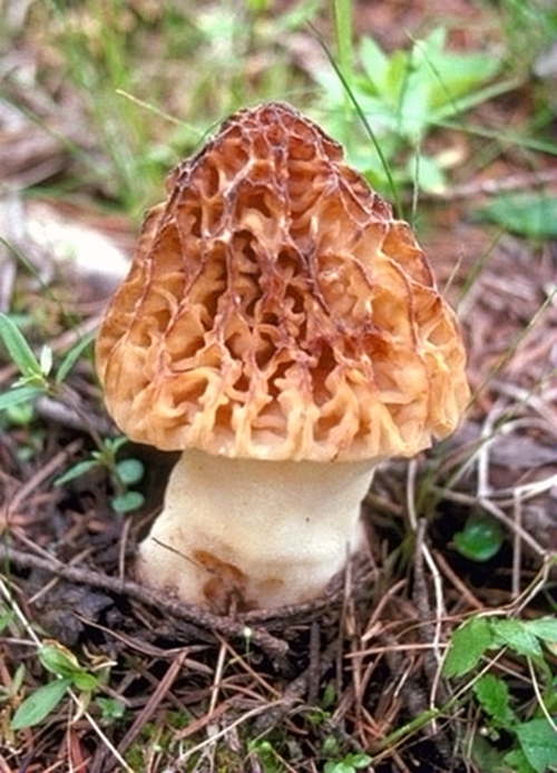 食用菌皇后羊肚菌 松露無(wú)法媲美的神奇風(fēng)味 食用菌皇后羊肚菌 松露無(wú)法媲美的神奇風(fēng)味