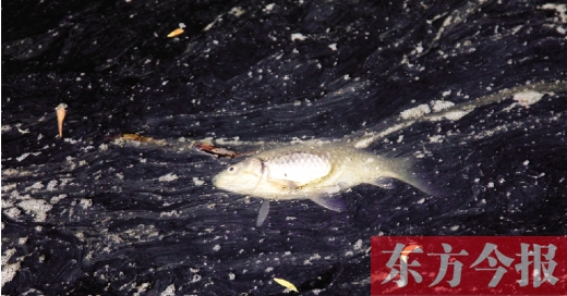 五月九日，鄭州帝湖，漂在黑色的湖面上的死魚