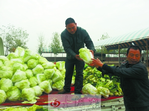 白菜進入大量上市期,但價格卻不便宜。