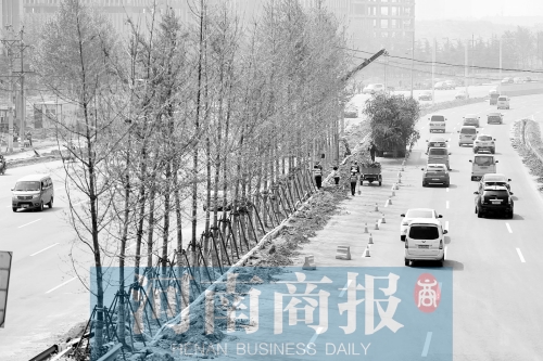 　西三環(huán)化工路，工人正在車道中間種植銀杏樹