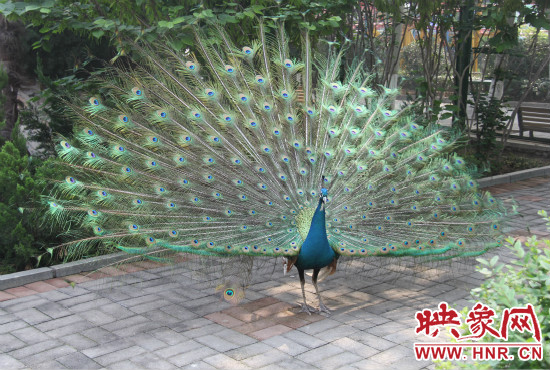 游客們來到動物園可以近距離觀賞孔雀開屏。