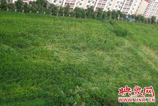 據(jù)映象網(wǎng)網(wǎng)友趙冠召反映，8月7日下午鄭州高新技術(shù)開發(fā)區(qū)突降暴雨冰雹，致使附近農(nóng)田近三分之一玉米倒伏