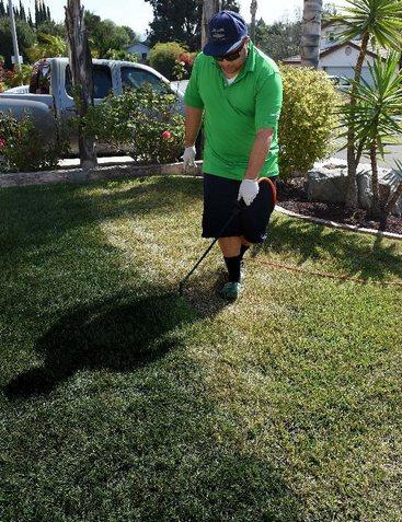 加州一市民正在為草地翻新“整容”。