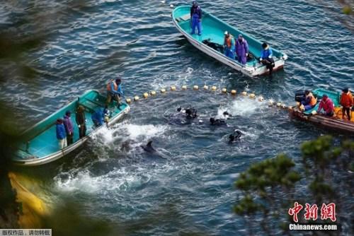 當?shù)貢r間2014年1月21日，日本太地“海豚灣”，日本漁民圍捕入網(wǎng)的海豚。 據(jù)報道，在一年一度的海豚圍捕活動中，已有數(shù)百海豚被獵殺。