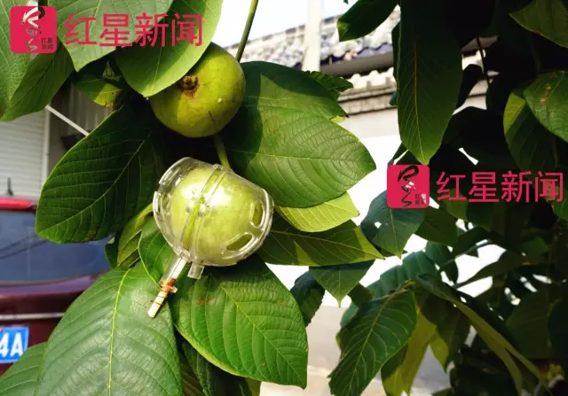 文玩核桃遇冷由幾萬一對降到5元沒人要？商戶否認(rèn)