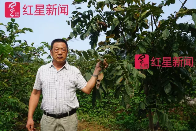 文玩核桃遇冷由幾萬一對降到5元沒人要？商戶否認(rèn)
