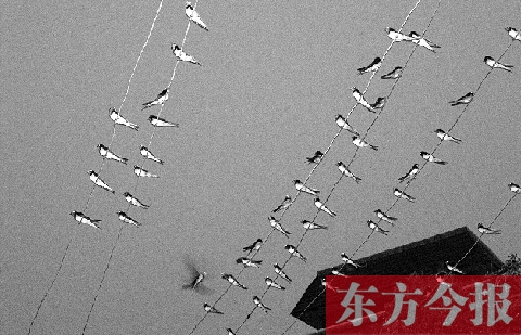 濟(jì)源市克井鎮(zhèn)苗莊村一戶農(nóng)家的晾衣繩上，上百只燕子來(lái)做客